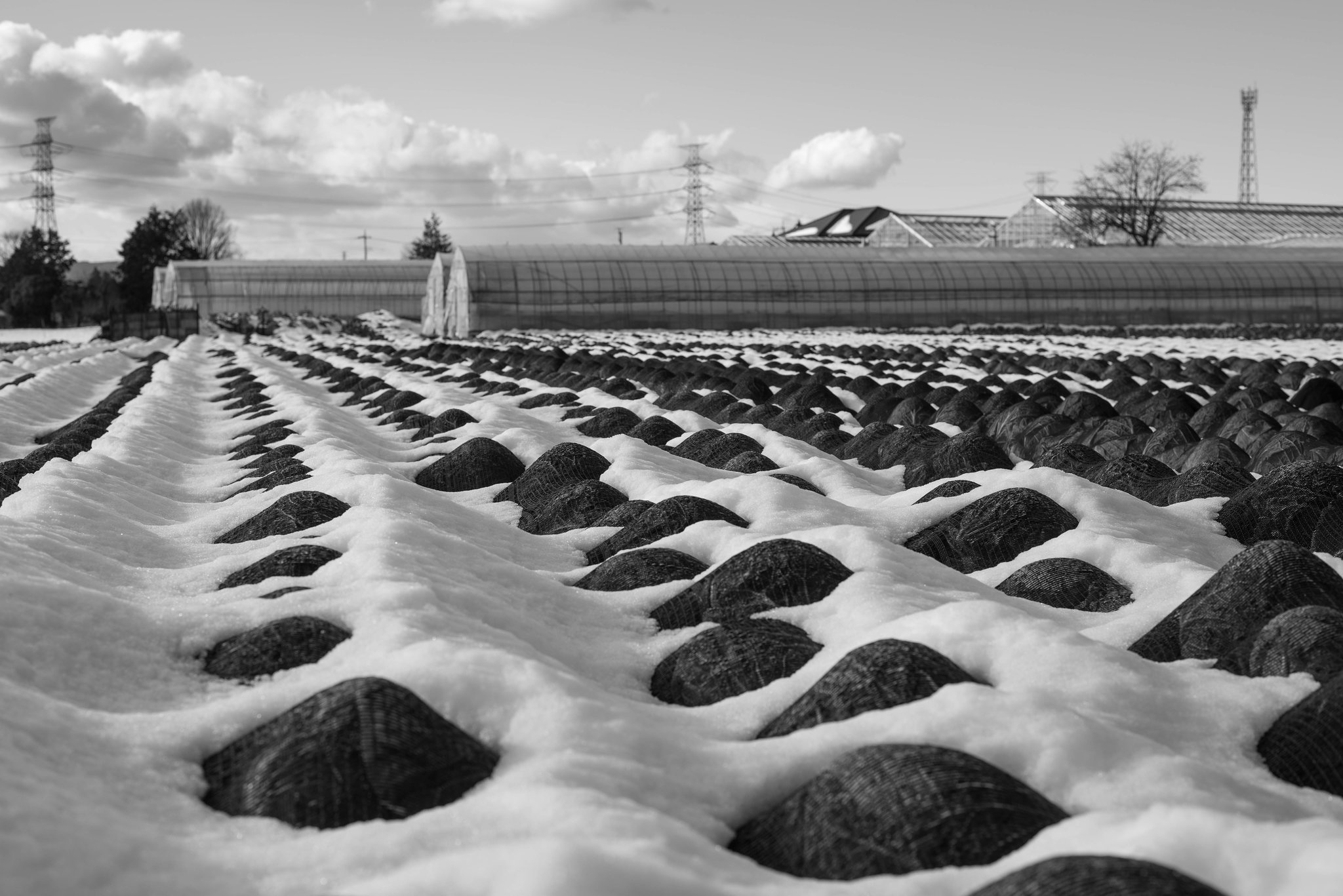 Cabbage field