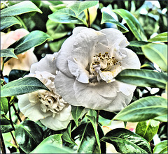 Camelia