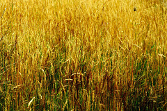 Field Of Gold!