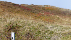 Am Berg "Le Grand Ballon"