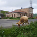 Cow grazing on the roadside.