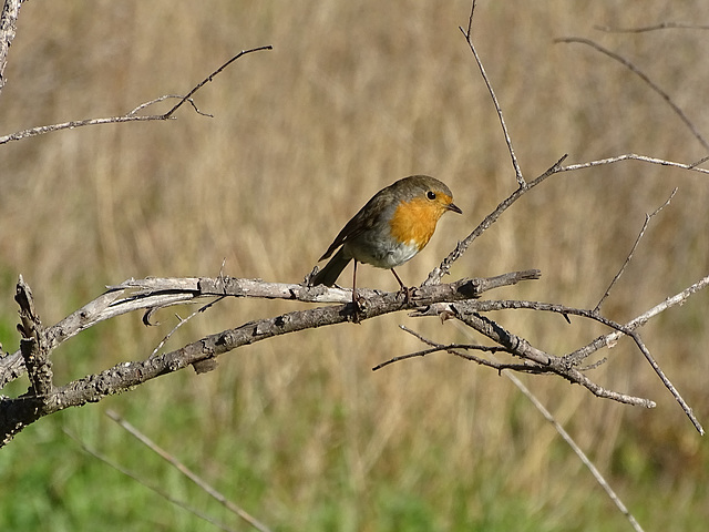 ...une jolie rencontre...