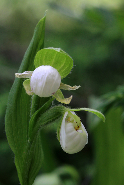 Cypripedium passerinum