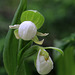 Cypripedium passerinum