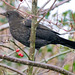 Blackbird (1)