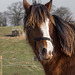 Shire horse (1)