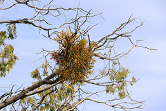 Broad-leaved Mistletoe