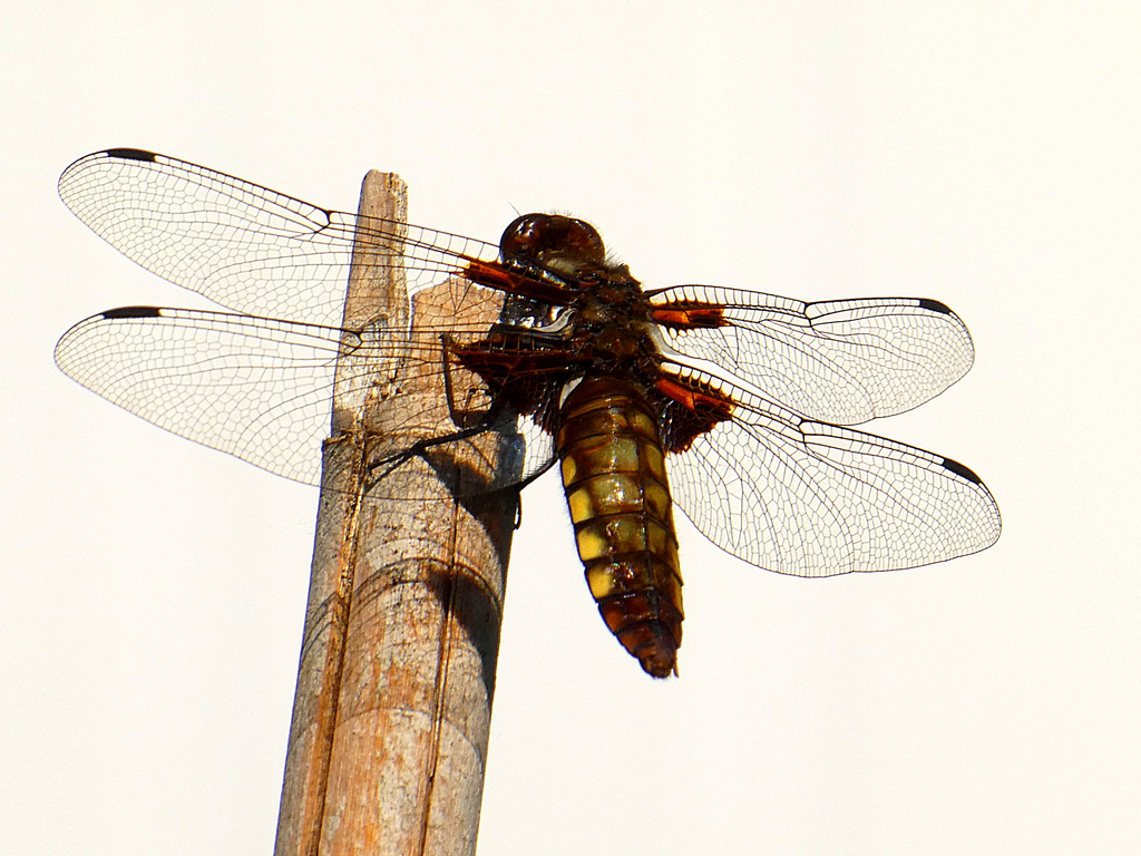 Broad-bodied chaser (female)