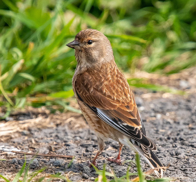 Linnet