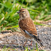 Linnet