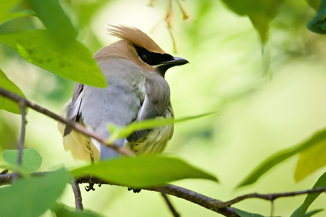 Cedar Waxwing