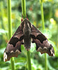 P5230026 - Hawk moth (Sphingidae)