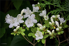 Sommergrüne Gartenazalee