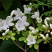 Sommergrüne Gartenazalee