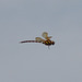 Migrant Hawker m (Aeshna mixta) DSB 1472