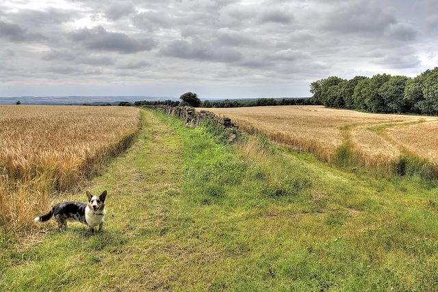 Country walks, North Yorkshire