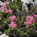 Rhododendron hirsutum, Behaarte Alpenrose - 2017-07-20_D4_DSC2826
