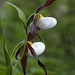 Mountain Lady's Slipper