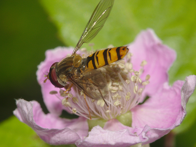 IMG_5791Hoverfly