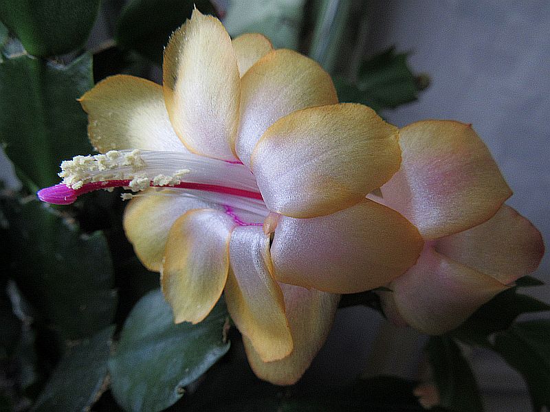 Schlumbergera