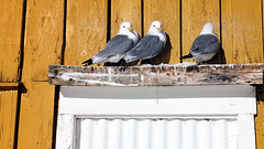 Lofoten, Nusfjord, Trio