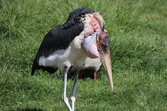 Marabout ,parc animalier de la Haute Touche