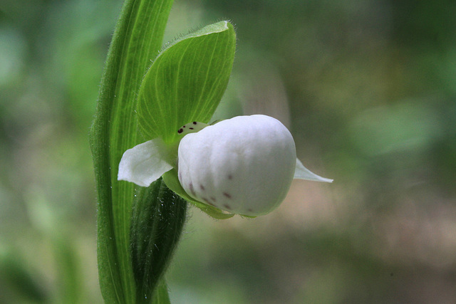 Cypripedium passerinum