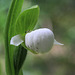 Cypripedium passerinum