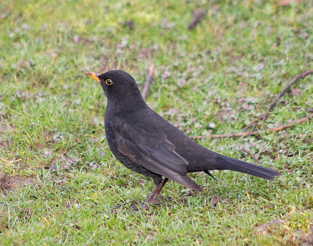 Blackbird (2)