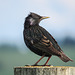 European Starling / Sturnus vulgaris