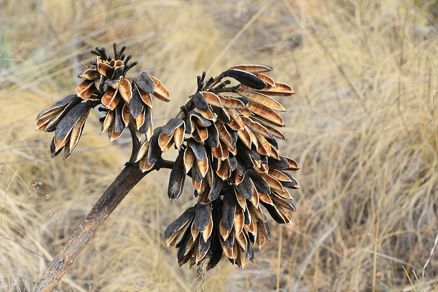 Agave Flower Spike