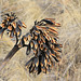 Agave Flower Spike