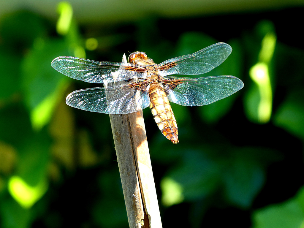 Broad-bodied chaser (female)