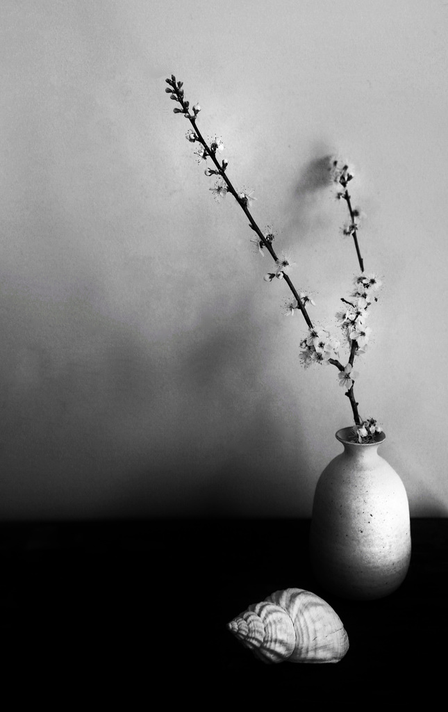 blossom
