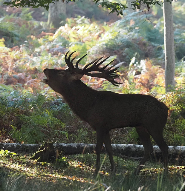 Cerf qui Brame dans le sous-bois...