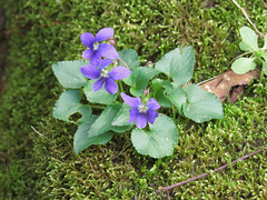 Violets on bed of moss