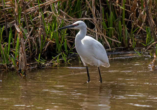 Little egret