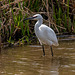 Little egret