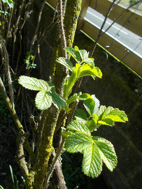 SoS[22] - rugosa's spring leaves