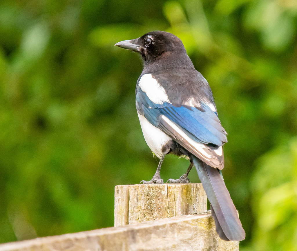 Magpie