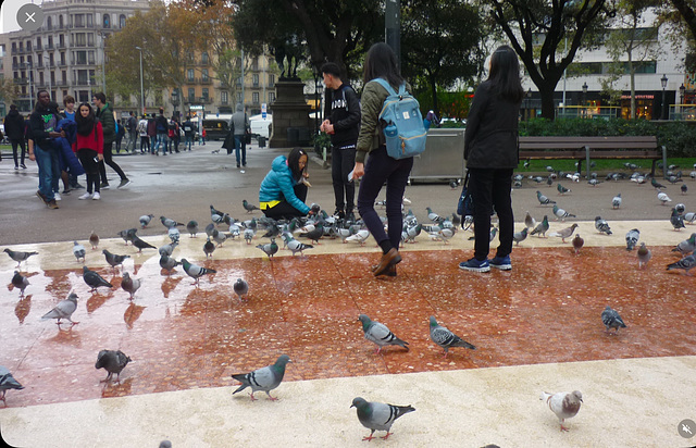 Pigeons à Barcelone