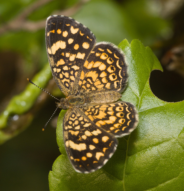 IMG 2162 Butterfly