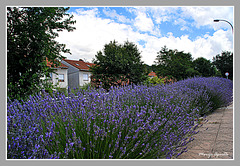 Lavanda