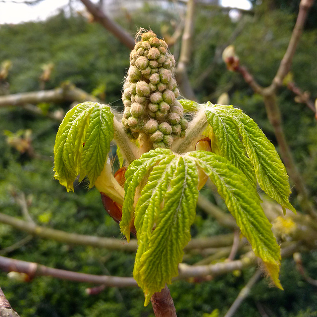 Horse chestnut