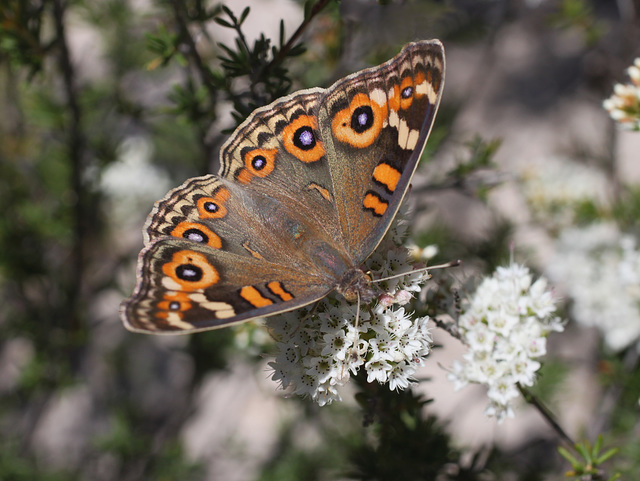 Junonia villida (Meadow Argus)