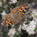 Junonia villida (Meadow Argus)