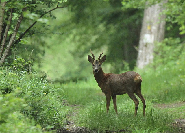 face à face hier avec ce beau chevreuil ......