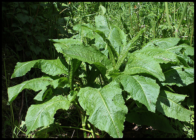 Rumex 2