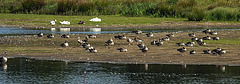 20200901 9650CPw [D~PB] Kormoran, Graugans, Höckerschwan (Cygnus olar), Delbrück