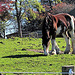 Draught Horse On Local Farm.